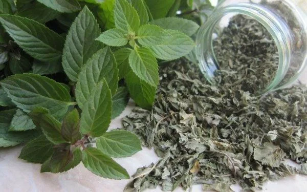 نعنا کوهی