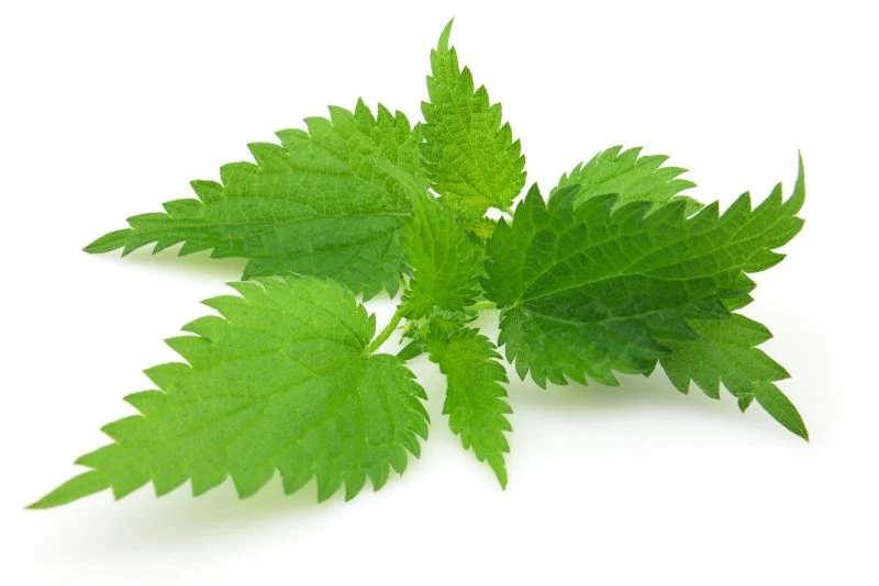 خاصیت گزنه برای مردان