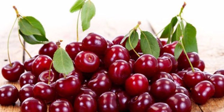 طبع آلبالو