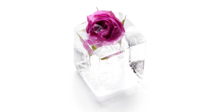گلاب یخ زده