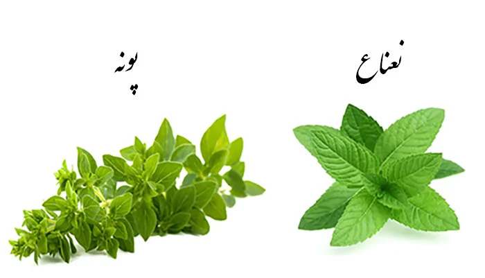 تصویر نعناع و پونه