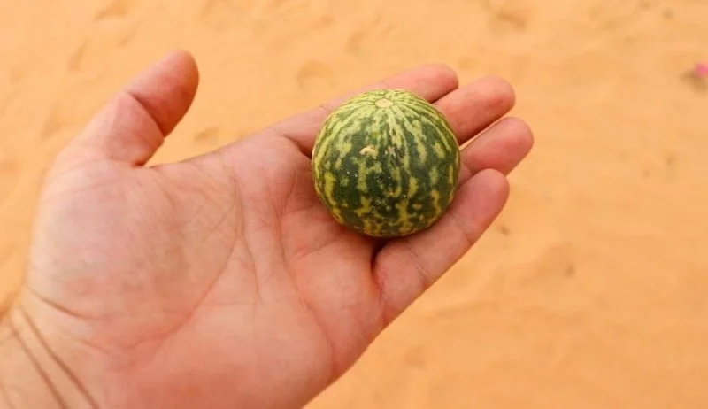 هندوانه ابوجهل