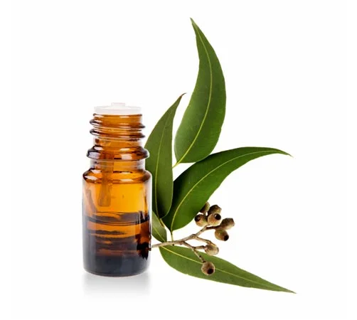 فواید اکالیپتوس