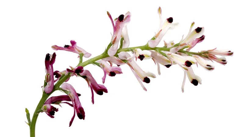 گیاه شاهتره