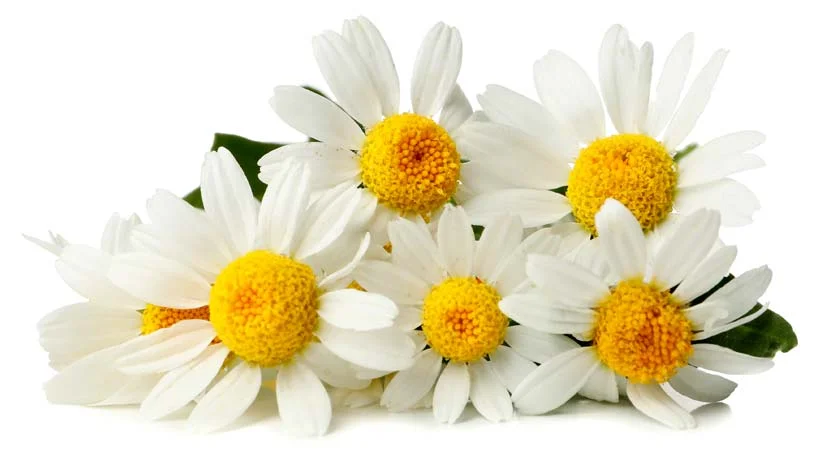 شامپو بابونه برای ریزش مو