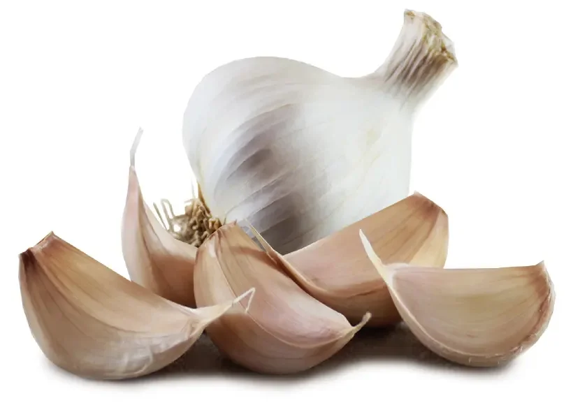 سیر