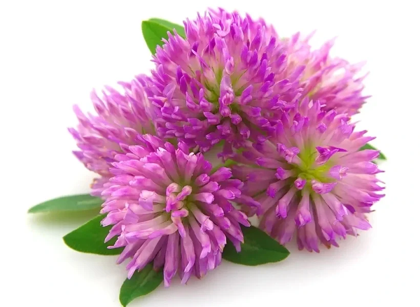 شبدر قرمز