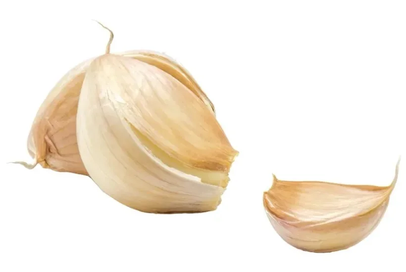 سیر