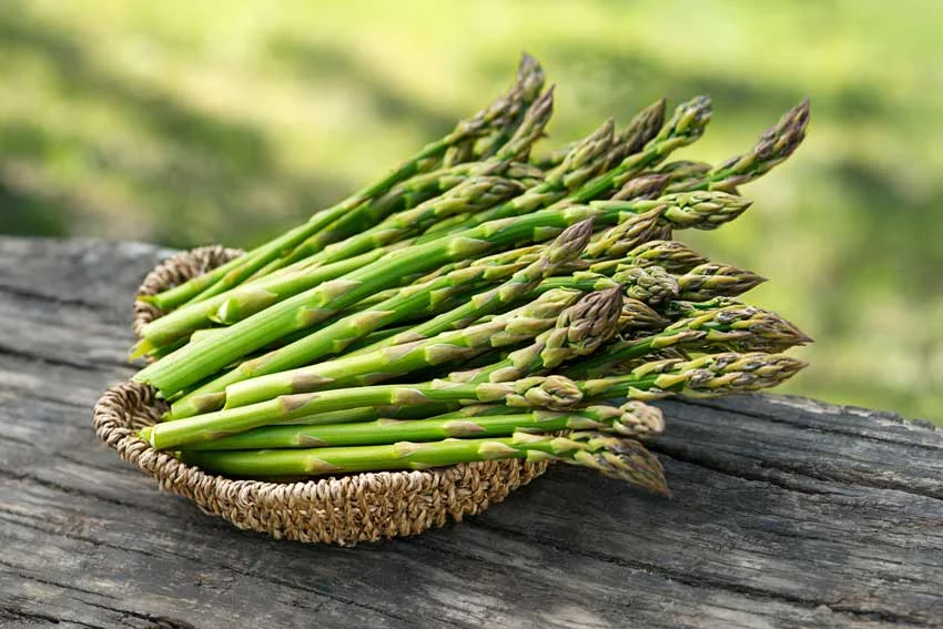 Asparagus1