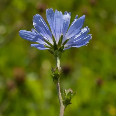 طبع کاسنی
