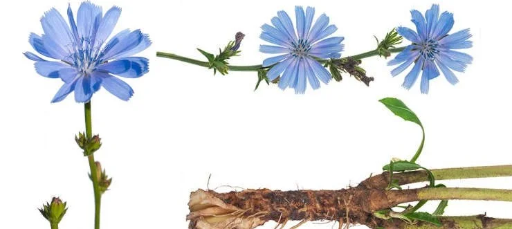 گیاه کاسنی، ریشه گیاه کاسنی 