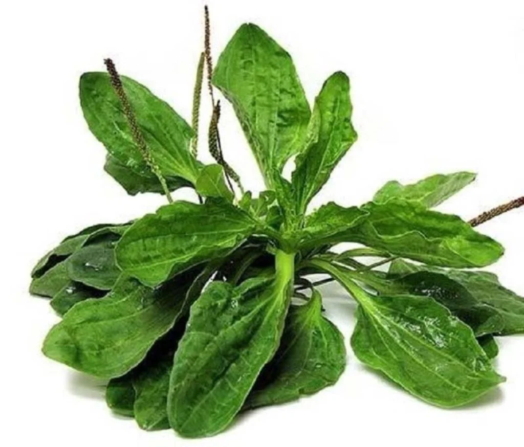 گیاه بارهنگ