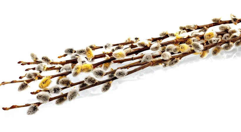 گیاه بیدمشک