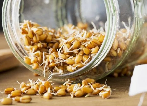 جوانه گندم برای سمنو