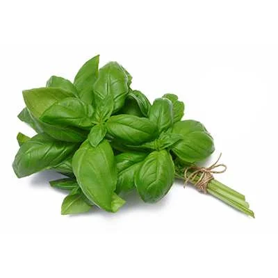 گیاهر ریحان در بارداری