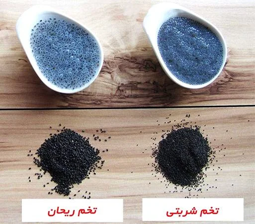 تخم شربتی و تخم ریحان کنار هم