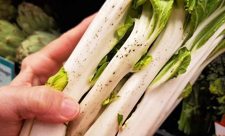 کنگر