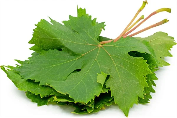 برگ مو