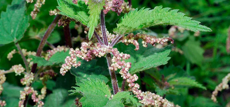 گل های گیاه گزنه