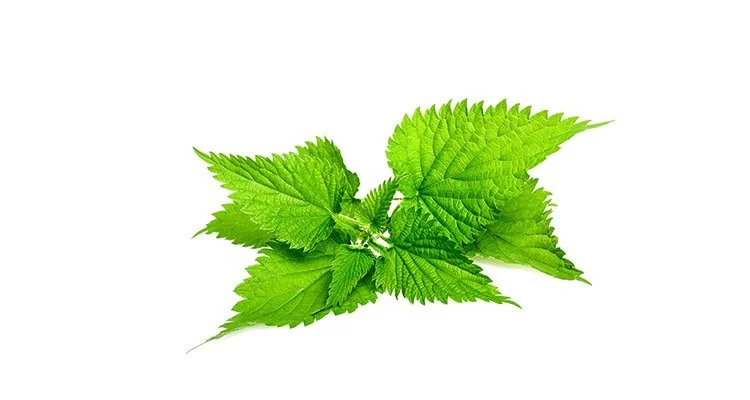 گزنه