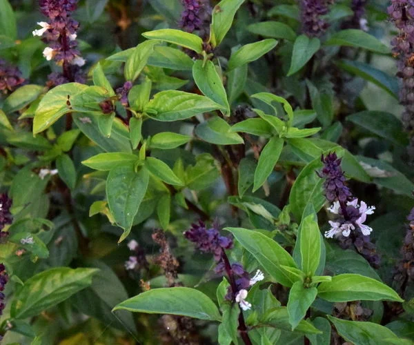 گل ریحان چیست و چه خواصی دارد؟ + عکس گل ریحان