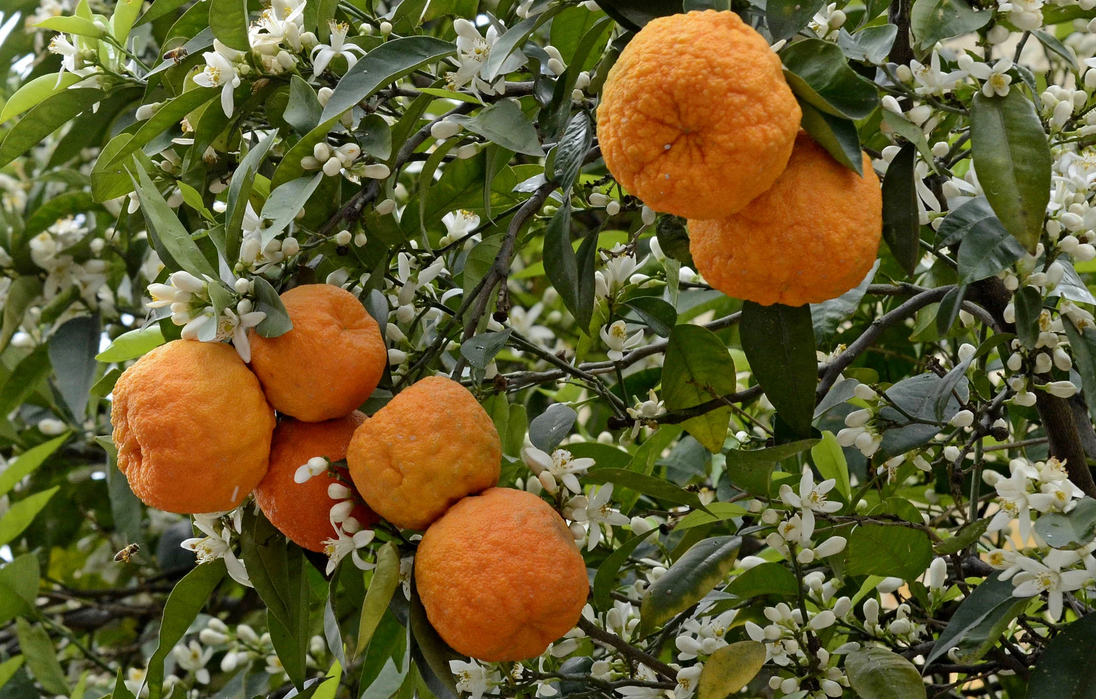 می دونستی بهار نارنج بهترین گیاه درمانی برای سردرده؟ + مضرات 