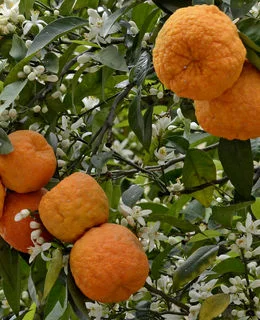 می دونستی بهار نارنج بهترین گیاه درمانی برای سردرده؟ + مضرات 