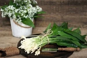 والک یا سیر کوهی؛ ملکه سبزی های بهاری + خواص 