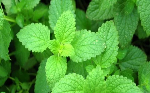  نعناع و پونه چه فرقی باهم دارند؟ | همه تفاوت های پونه و نعنا