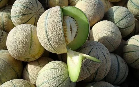 همه خواص طالبی در طب سنتی؛ فواید، کالری، طبع و ارزش غذایی آن 