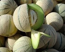 همه خواص طالبی در طب سنتی؛ فواید، کالری، طبع و ارزش غذایی آن 