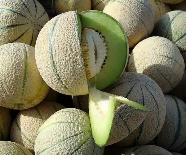 همه خواص طالبی در طب سنتی؛ فواید، کالری، طبع و ارزش غذایی آن 