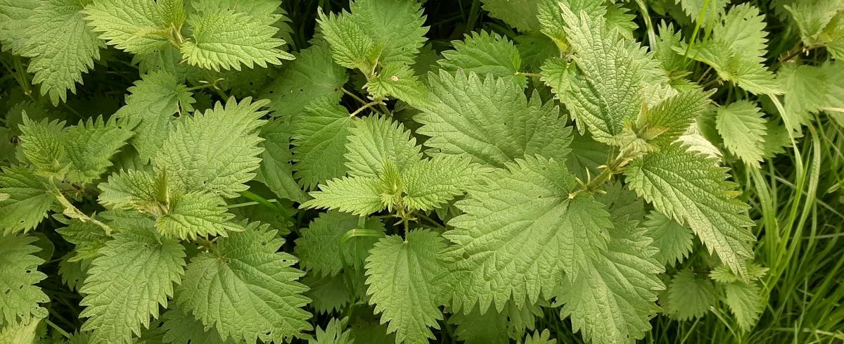 گزنه