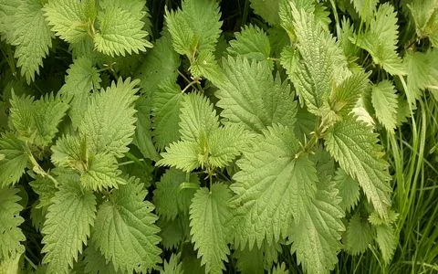 همه چیز درباره گزنه و خواص آن +طبع و شیوه مصرف 