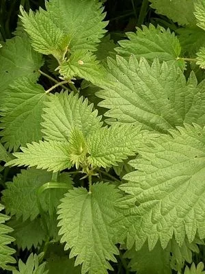 همه چیز درباره گزنه و خواص آن +طبع و شیوه مصرف 