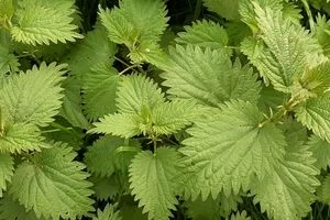 همه چیز درباره گزنه و خواص آن +طبع و شیوه مصرف 