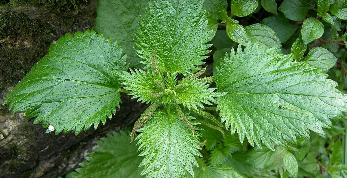 گزنه برای مو