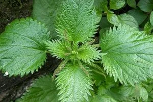 گزنه چه فوایدی برای مو دارد؟ + شیوه مصرف