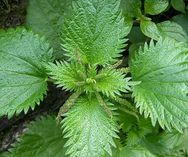 گزنه چه فوایدی برای مو دارد؟ + شیوه مصرف