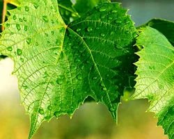 همه چیز درباره خواص برگ مو برای سلامت بدن + طبع و ارزش غذایی