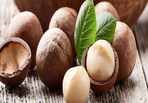 ماکادمیا چیست؟ + خواص بینظیر آن