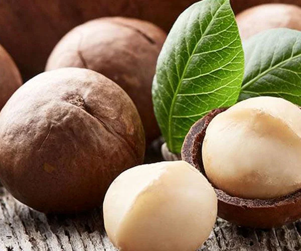 ماکادمیا چیست؟ + خواص بینظیر آن