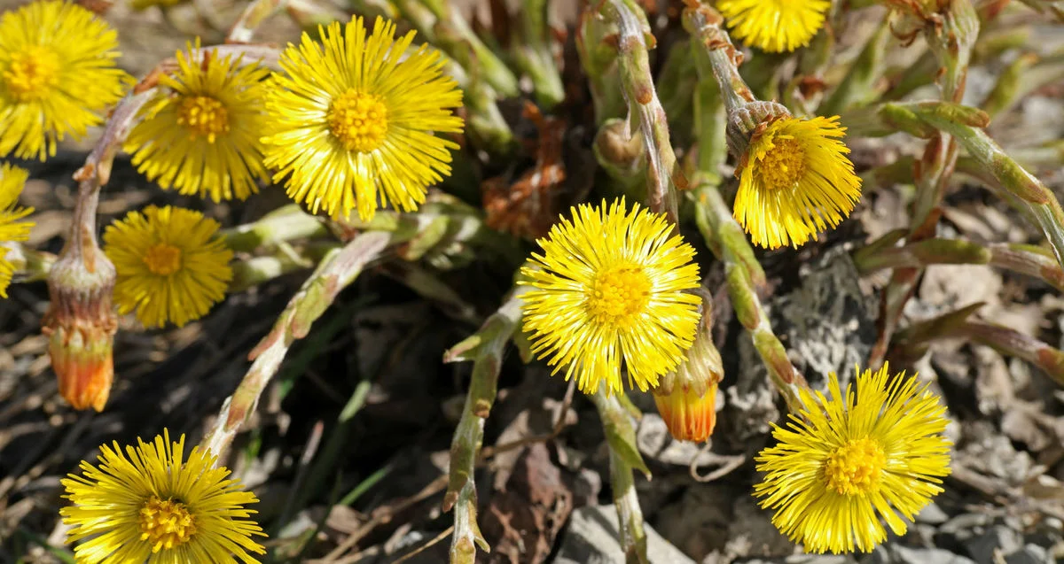 گیاه پای خر