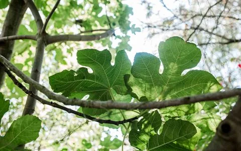 همه خواص برگ انجیر + مضرات و طریقه مصرف