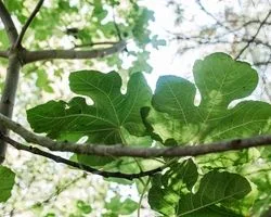 همه خواص برگ انجیر + مضرات و طریقه مصرف