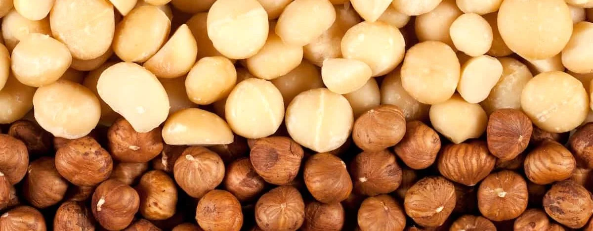 فرق ماکادمیا و فندق
