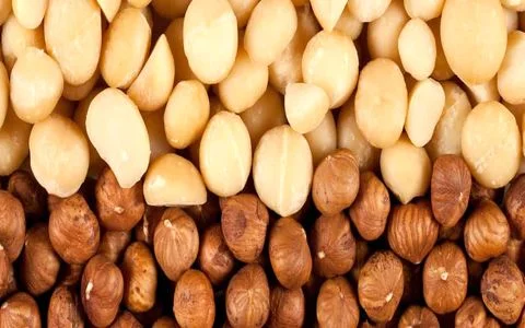 تفاوت فندق و ماکادمیا در خواص و موارد مصرف + تصاویر