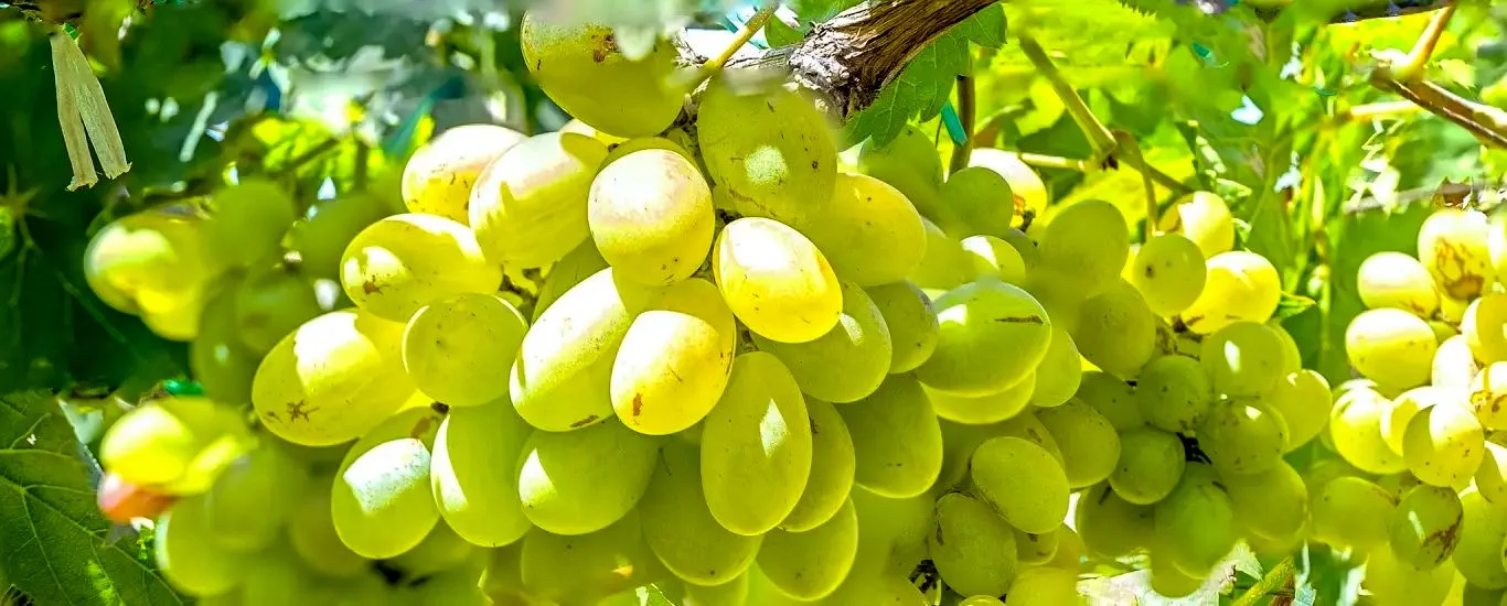 آیا انگور برای سلامت شما مفید است؟
