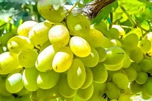 آیا انگور برای سلامت شما مفید است؟