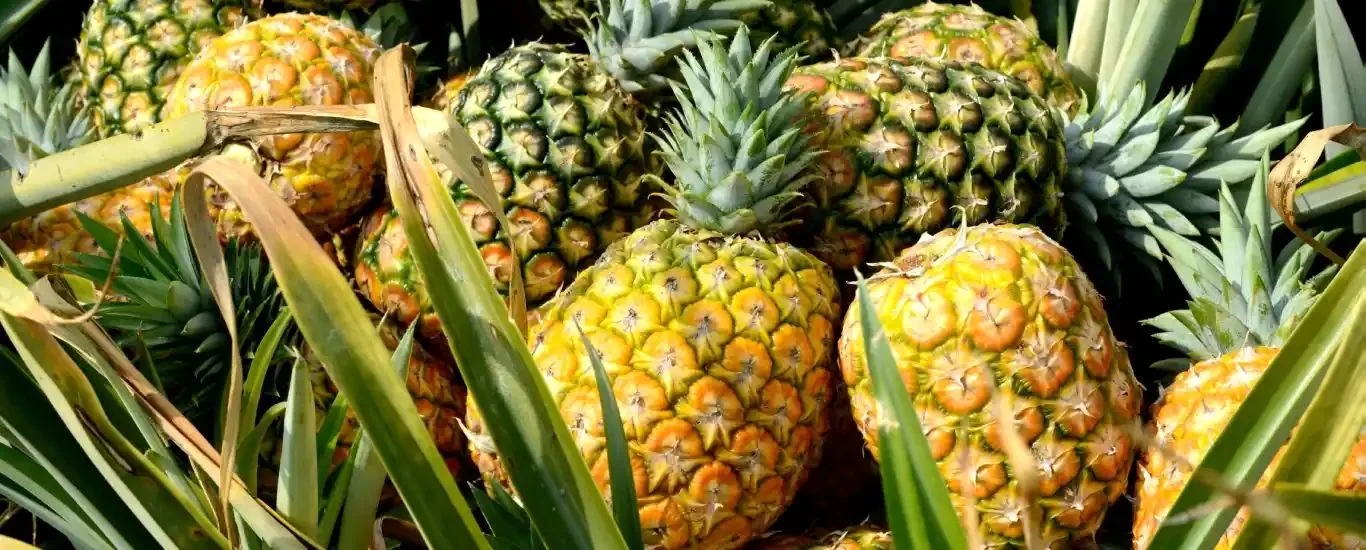 11 خاصیت آناناس در پیشگیری و درمان بیماری ها